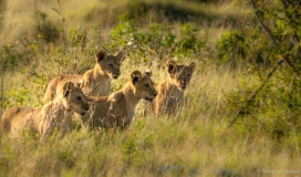 Leeuwen welpjes, Botswana